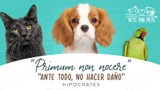 veterinary pharmacies in san pedro sula Vets for Pets Clínica Veterinaria