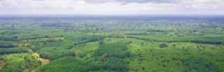 The Cavally project Restoring forests and empowering communities Read More